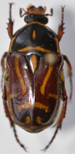 Eupoecila australiasae